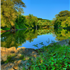 Trees and river